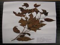 Herbarium sample